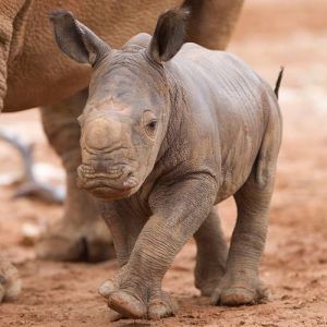 A baby rhino with its mother in the background.