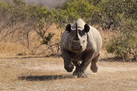A Rhino in charge, strangely enough the Rhino attacks with its teeth instead of its horn.