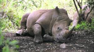 A Rhino sleeping with its legs curled.